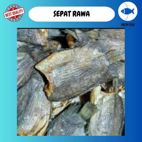 

IKAN ASIN SEPAT RAWA/SEPAT RAWA 500 GRAM