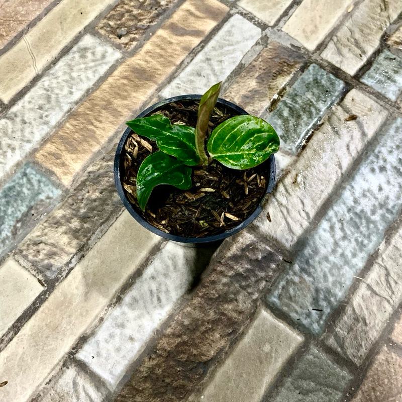 Aglaonema asri merah