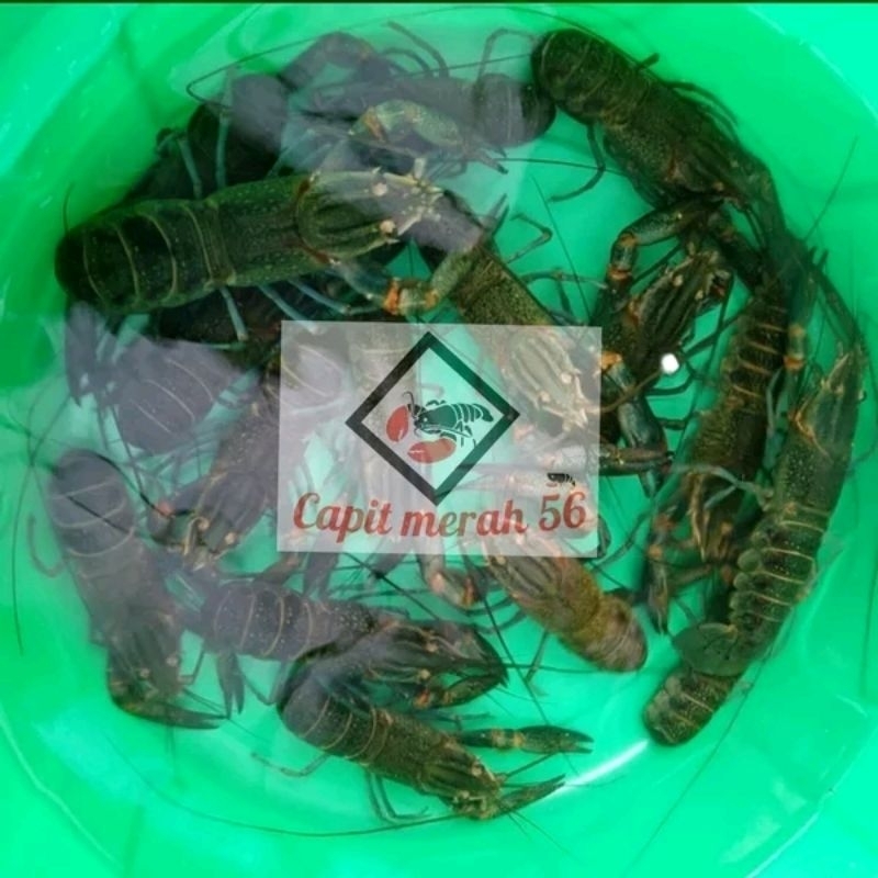 Paket Lobster air tawar indukan size 4 inch Paket 8 ekor isi 5 betina 3 jantan induk Grade A