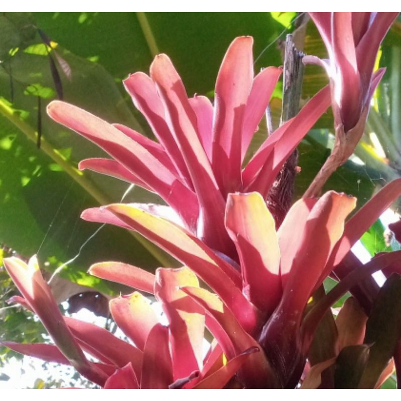 bromelia fireball red/bromelia merah kecil / bromelia firbal merah