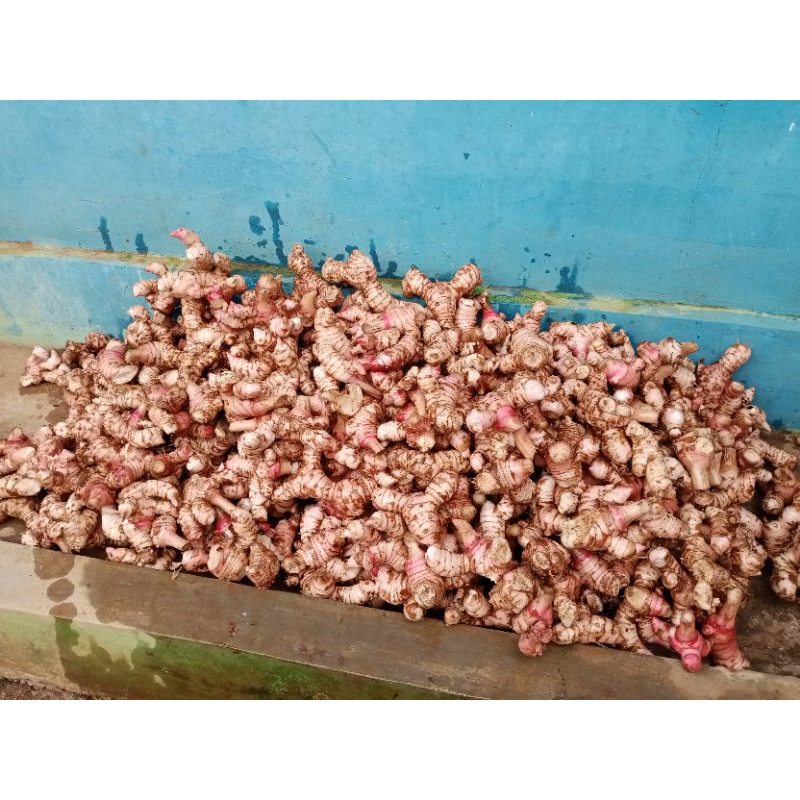 

lengkuas muda lengkuas merah