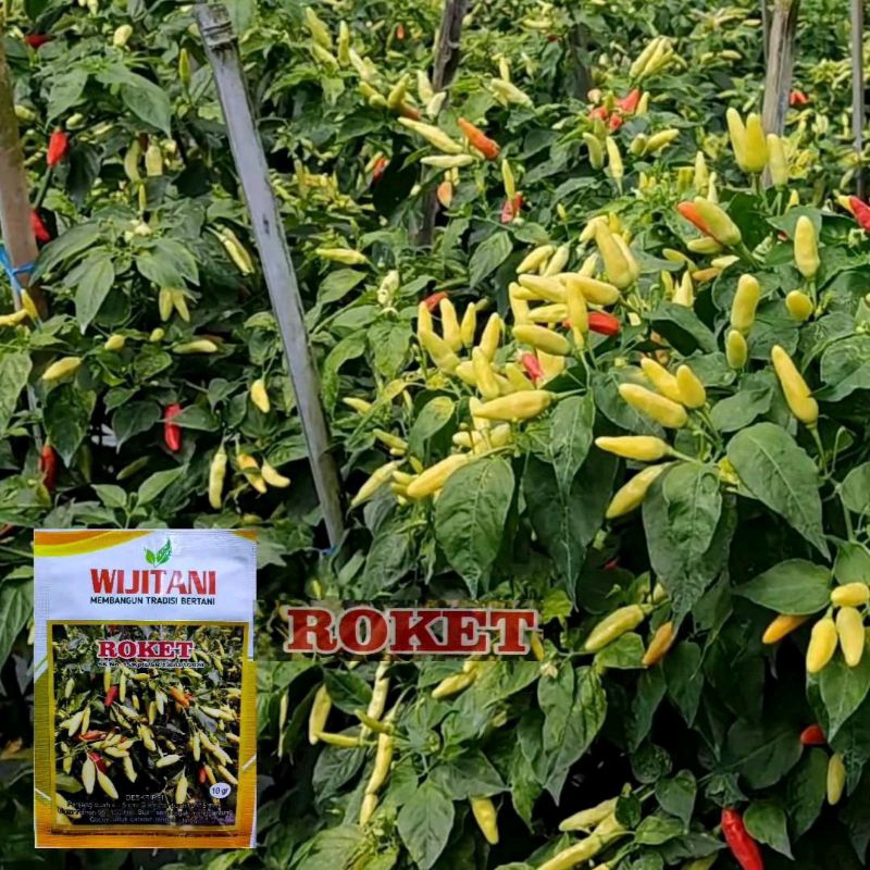 benih cabe roket wijitani original kemasan repack