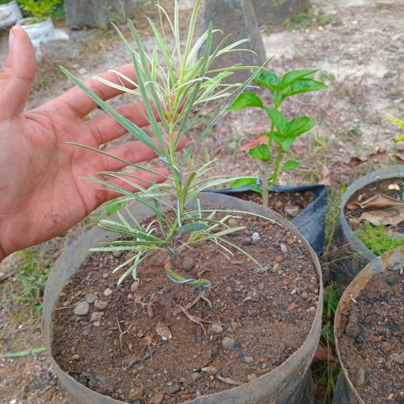 Tanaman lohansung varigata bahan bonsai