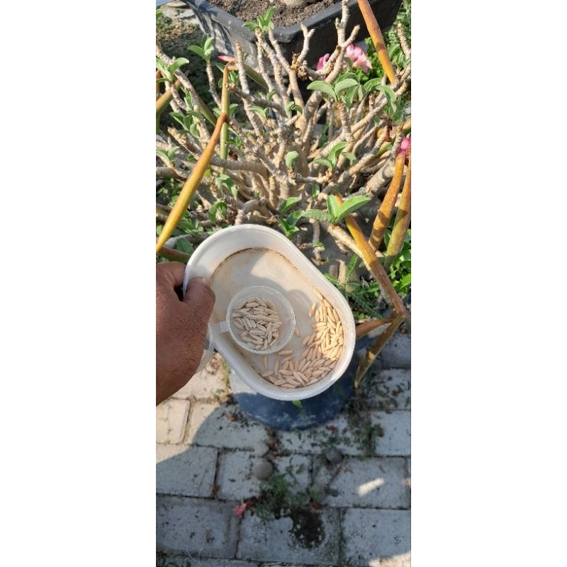 Biji Adenium arabicum Godji montrasiam