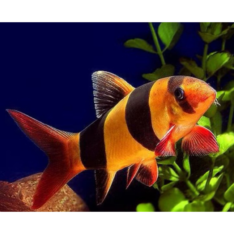 Botia badut/botia Tiger ikan pembersih lumut dan sisa makanan