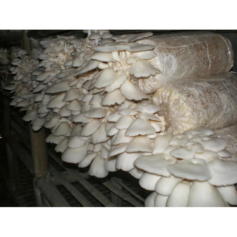 

jamur tiram 500 gram