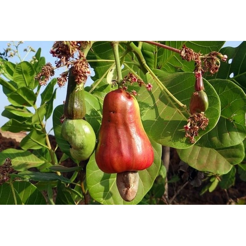 

Buah mete/jambu monyet fresh murah di ambil dadakan