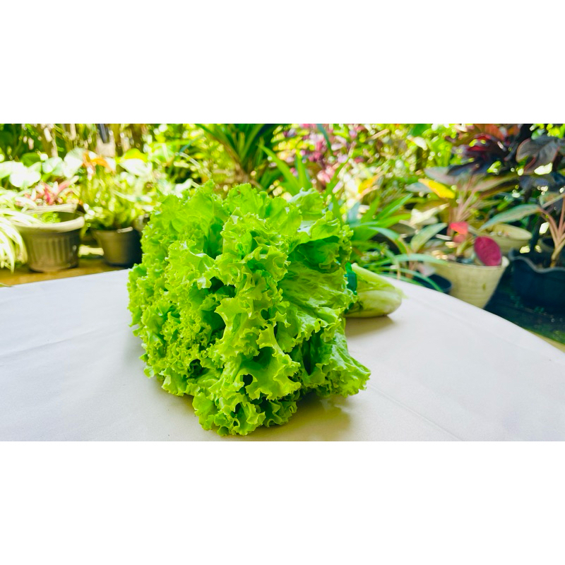 

Sayuran Hijau Daun