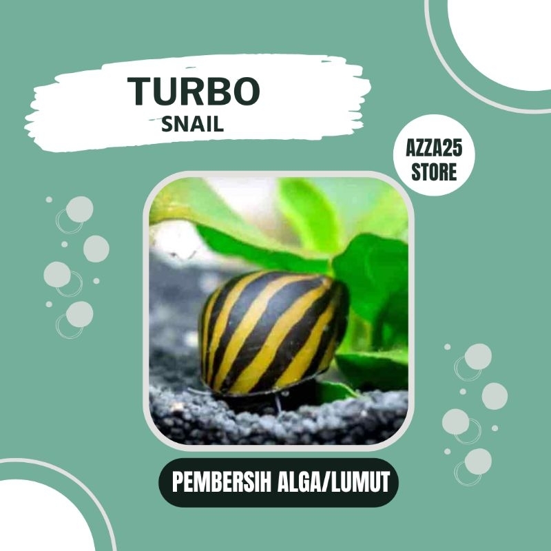 Keong turbo Aquascape/Keong Aquascape/Pembersih Alga Aquascape