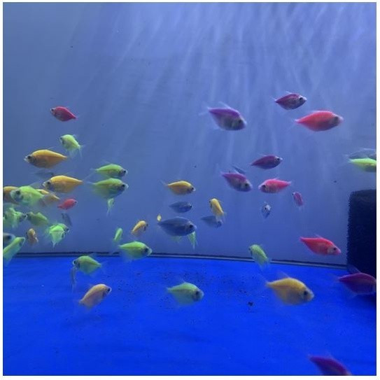 Ikan Hias Warna Warni - Tetra Fish Aquascape Aquarium KHUSUS GOJEK MEDAN