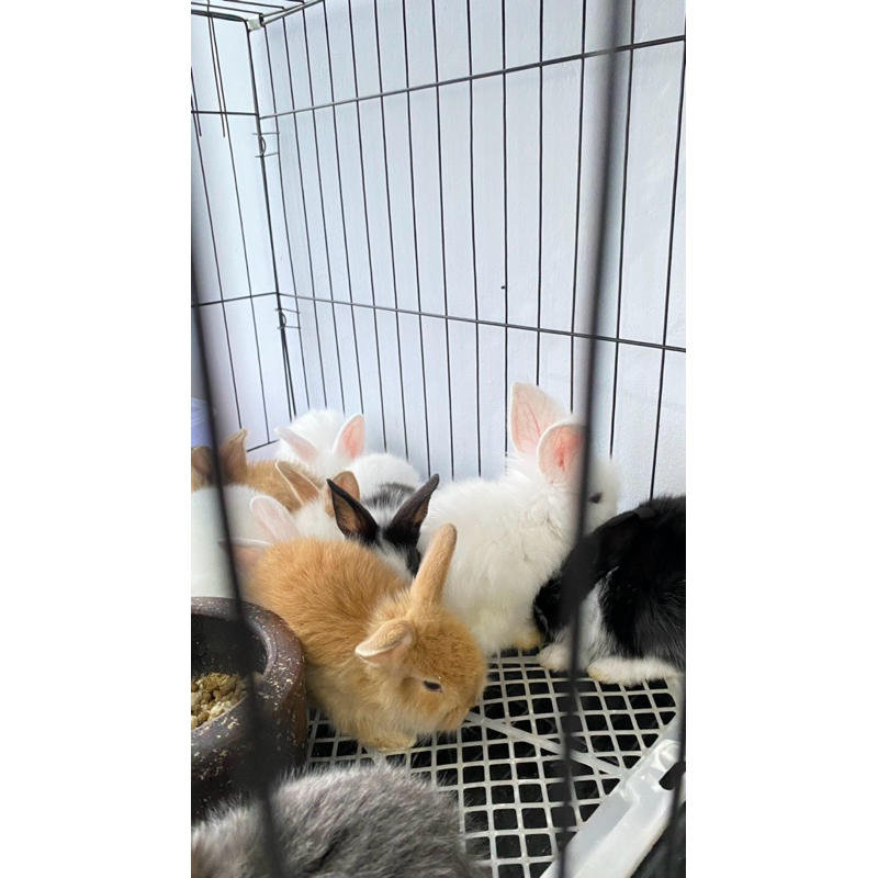 kelinci hidup mix anggora