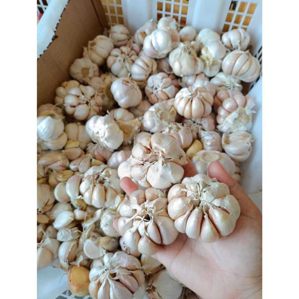 

Bawang Putih biasa 1 kg 41.000