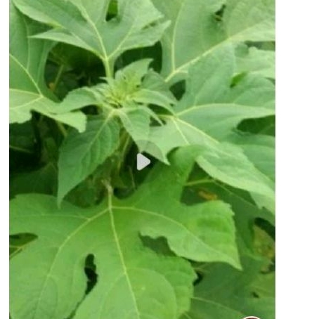 

Daun insulin sgar 3pp gr daun herbal tradisionsl