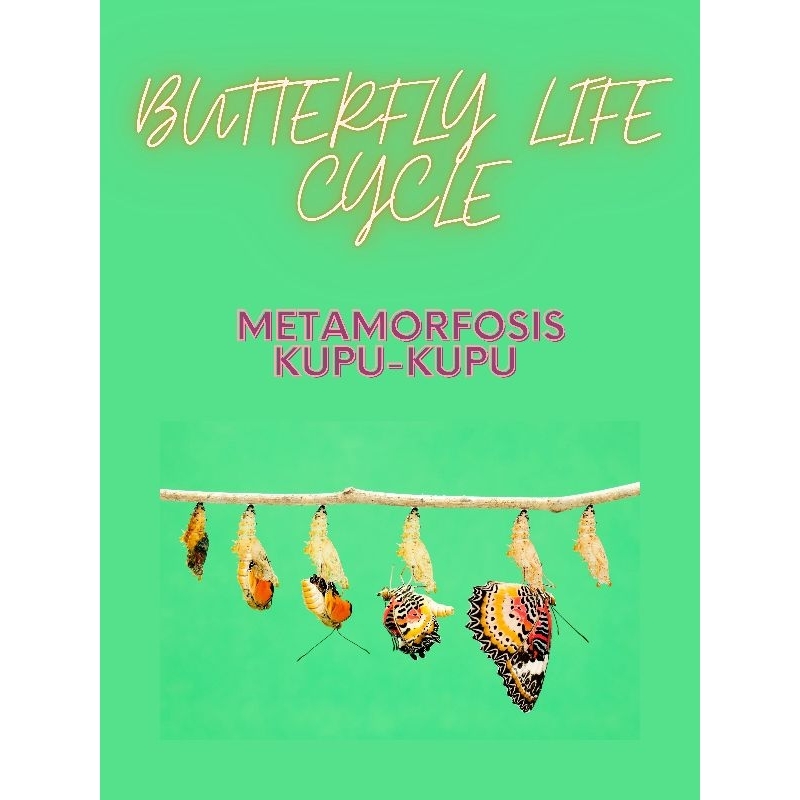 METAMORFOSIS KUPU-KUPU BUTTERFLY LIFE CYCLE WORKBOOK ACTIVITY WORKSHEET ACTIVITY BUKU AKTIVITAS ANAK