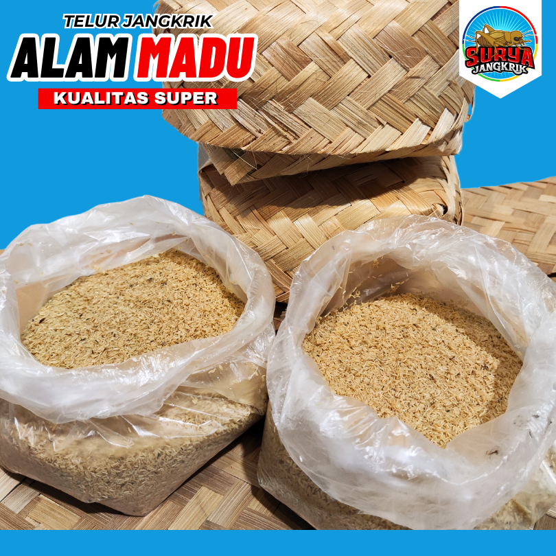 jual telur jangkrik tangerang telur jangkrik madu SURYA JANGKRIK