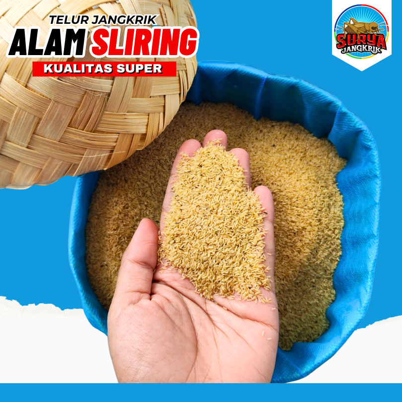 agen telur jangkrik palembang SURYA JANGKRIK jual telur jangkrik alam