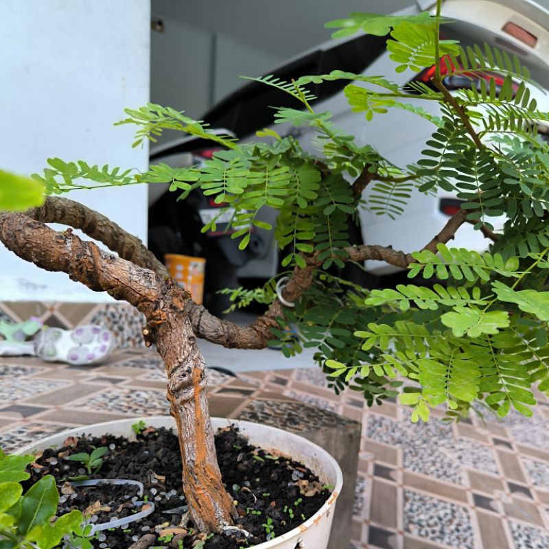 asam jawa prokar program akar