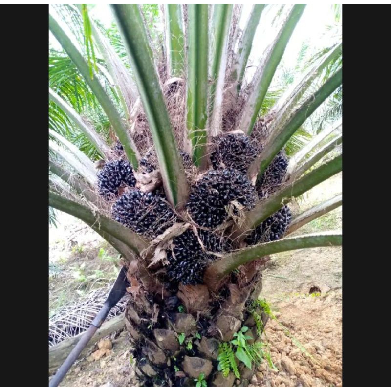 Benih Bibit Sawit LONSUM UNGGUL ASLI SERTIFIKAT