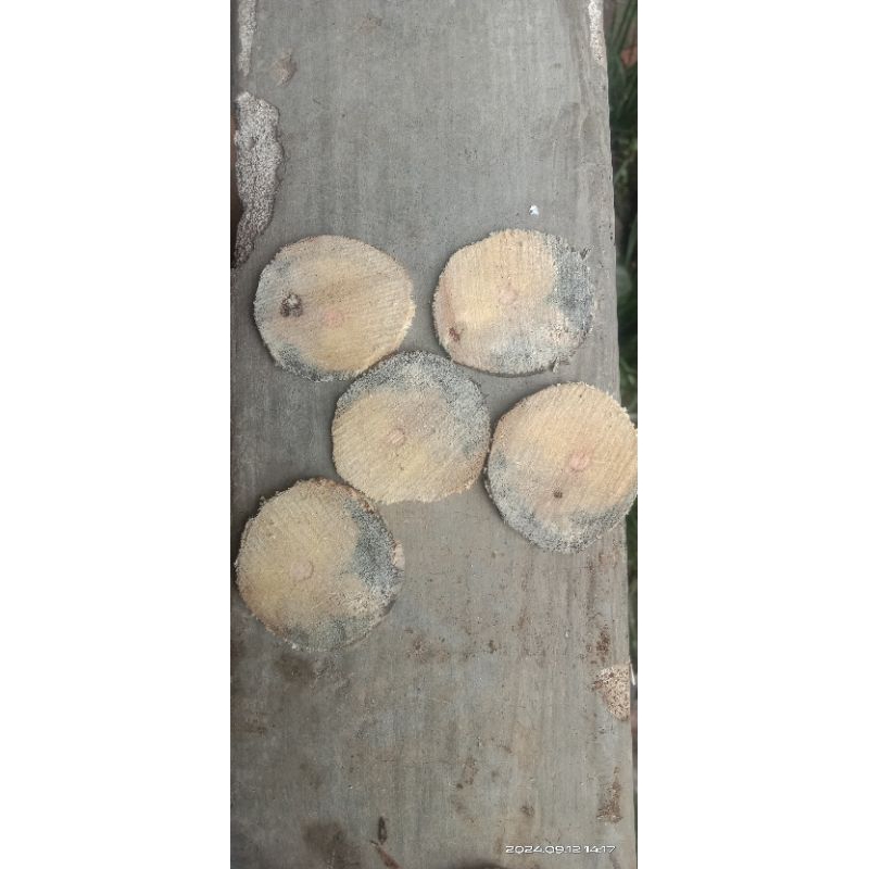 simpring buat bahan bonsai aquascape