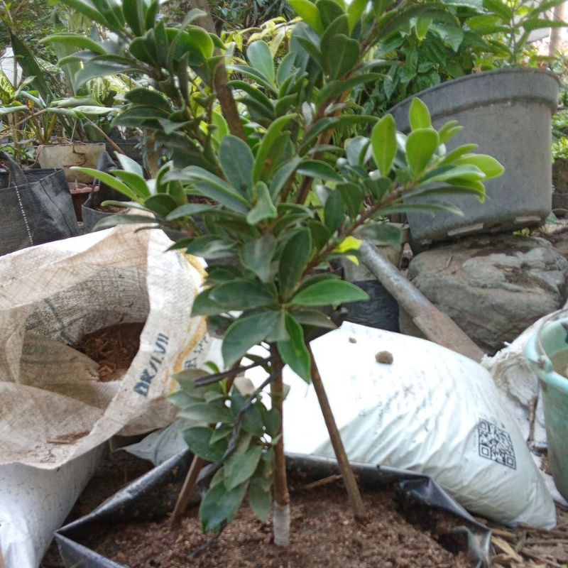 beringin Elegant Program akar keliling