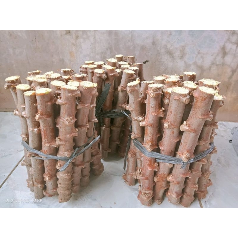 Bibit singkong kuning singkong mentega per batang