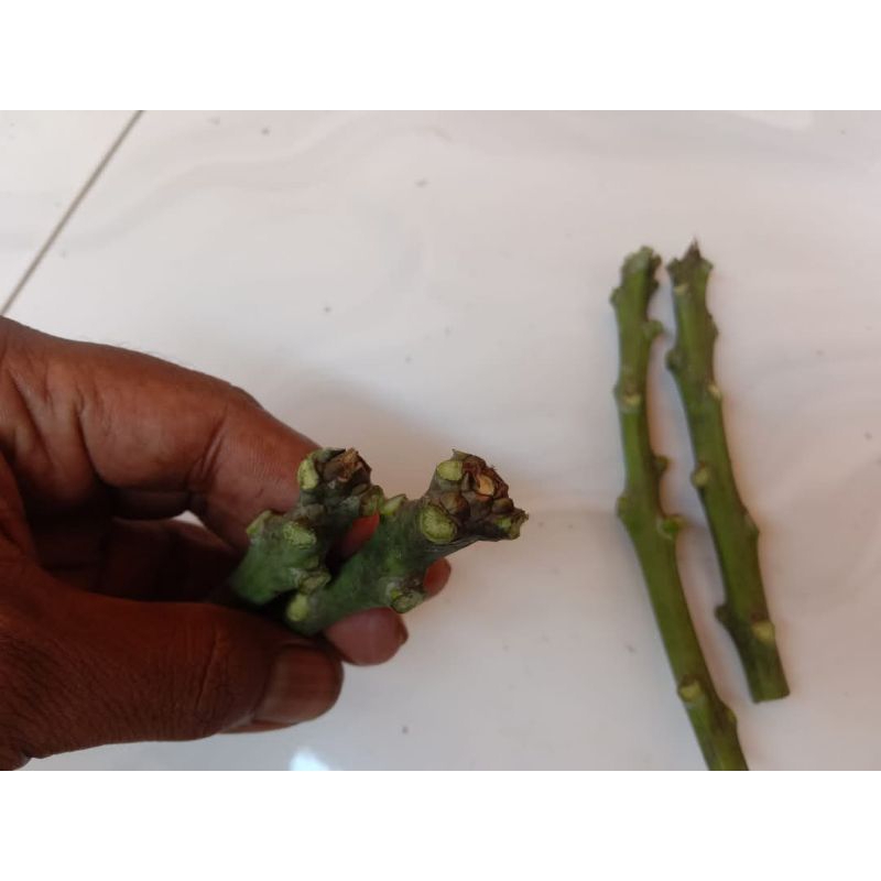 Entres Mangga Yuwen 6