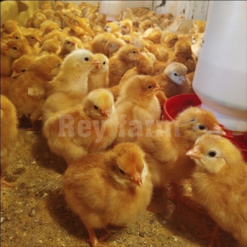 Doc Petelur/ Bibit Ayam Petelur Betina 1 Bok isi 100 ekor