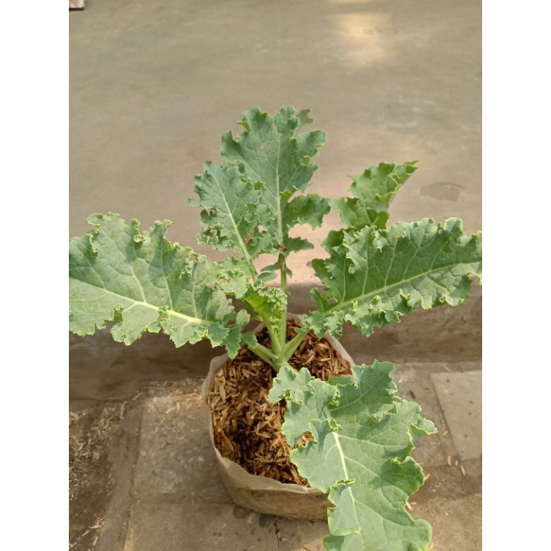 kale Curly tanaman sayuran bibit