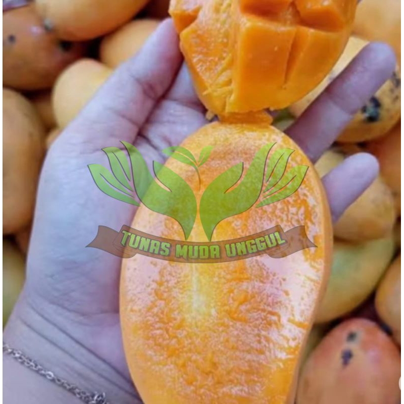 Bibit mangga Podang mudah berbuah Hasil Okulasi