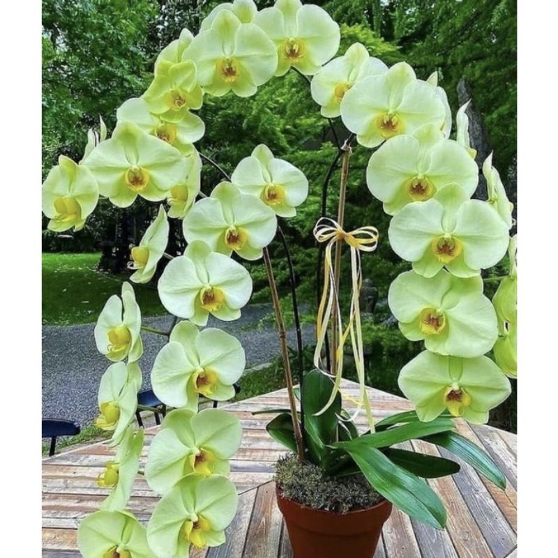 Promo tanaman hias anggrek dendrobium HIJAU HULK - bunga anggrek dendrobium