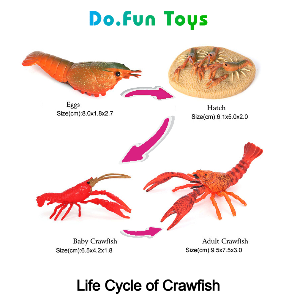 Animal Figure Life Cycle of Crayfish / Siklus Hidup Lobster Air Tawar