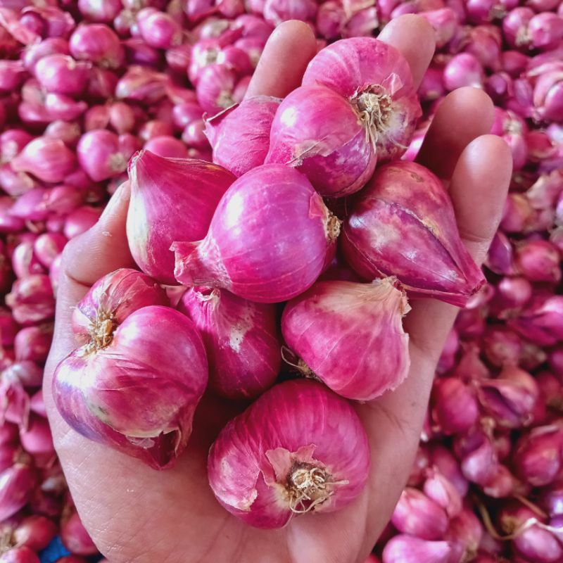 

bawang merah banyuwangi