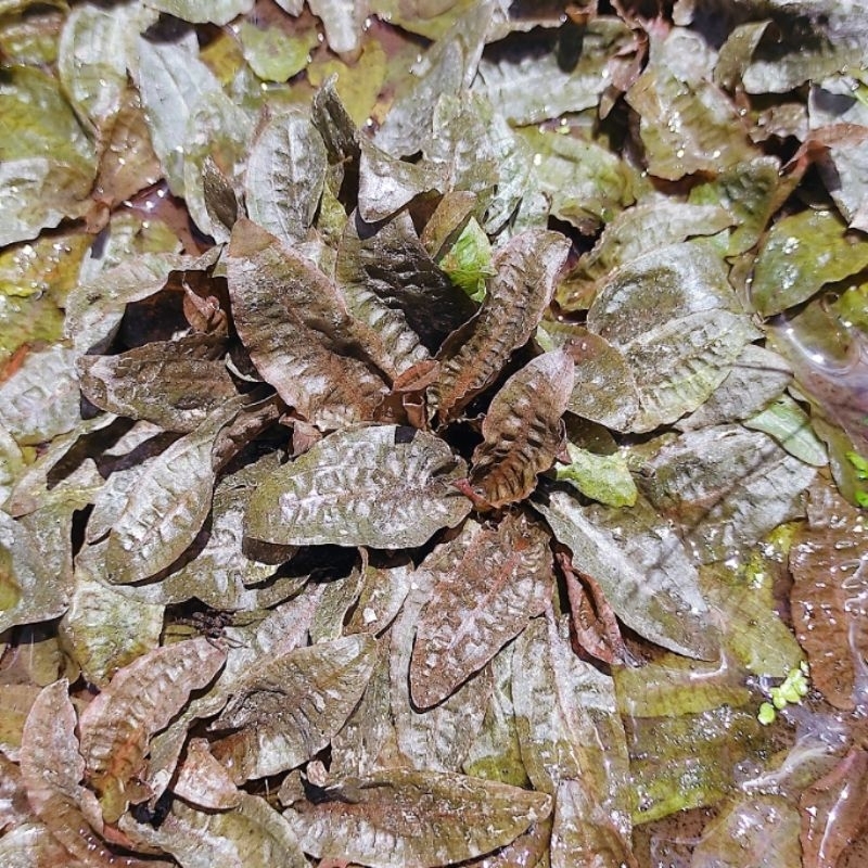 Cryptocoryne Flaminggo Dennerle / Cryptocoryne Flamingo Oon / Cryptocoryne wendtii dennerle