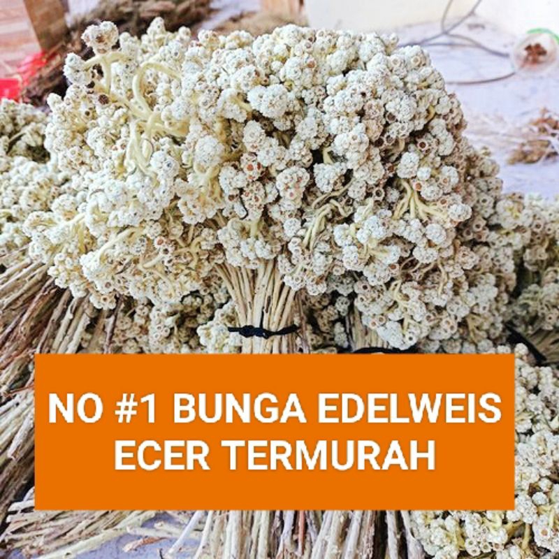 BUNGA EDELWEIS KERING BUNGA EDELWEIS BROMO BUDIDAYA