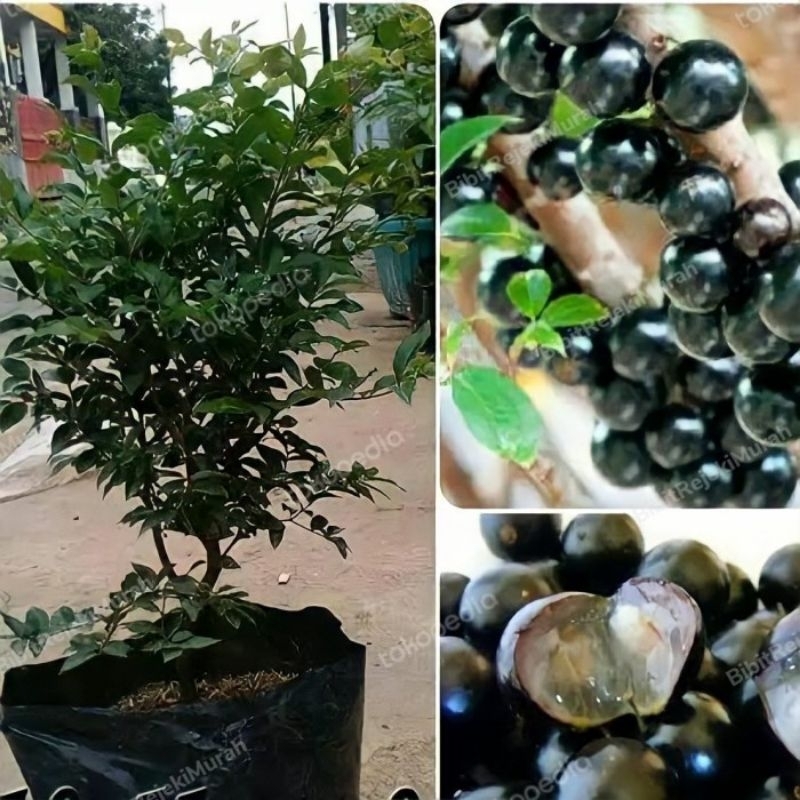 bibit anggur pohon Brazil super genjah siap ber bunga tinggi 1,mtr