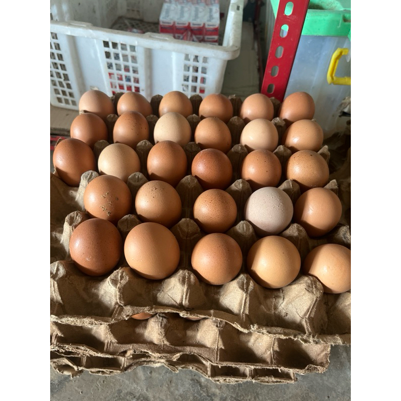 

Telur 30 butir