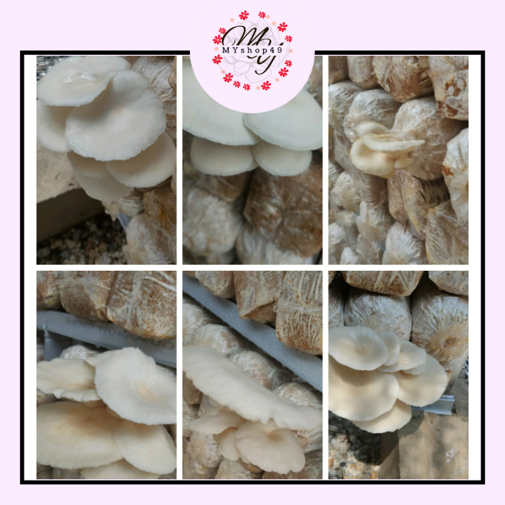 

Jamur Tiram Fresh 1/4kg, 1/2kg, 1kg