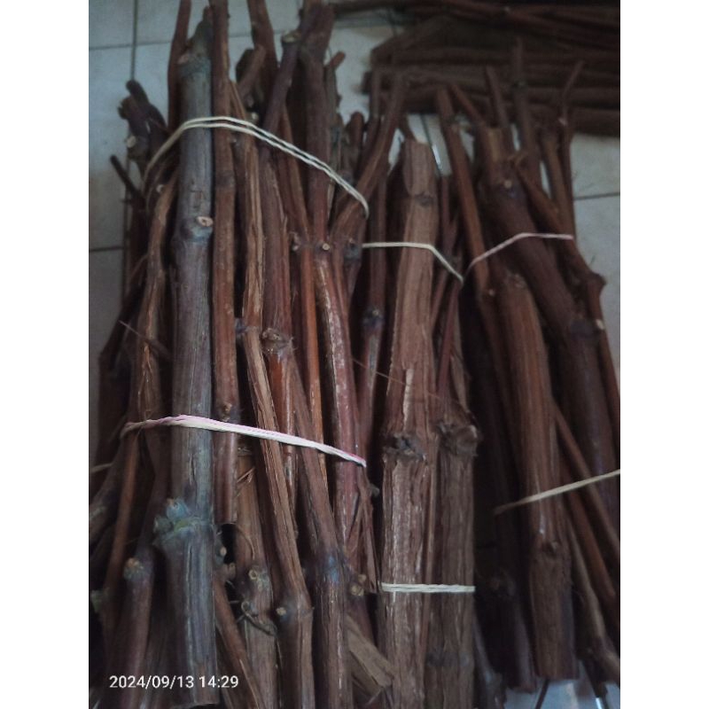 cutting anggur CN untuk batang bawah pertumbuhan sangat vigor