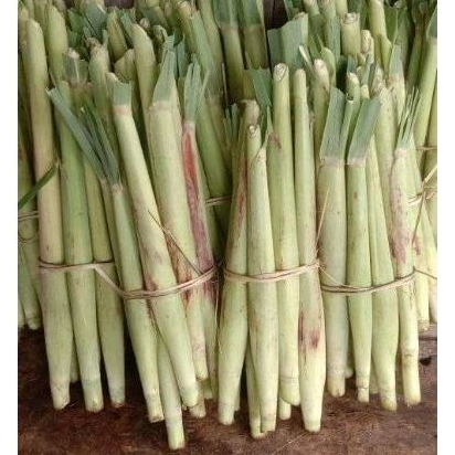 

Turubuk sayur 2 ikat Trubuk tlor sgar