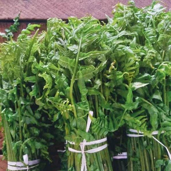 

Sayur Paku Pakis 1 Ikat pasar online makassar