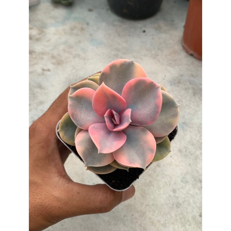 sekulen echeveria west rainbow