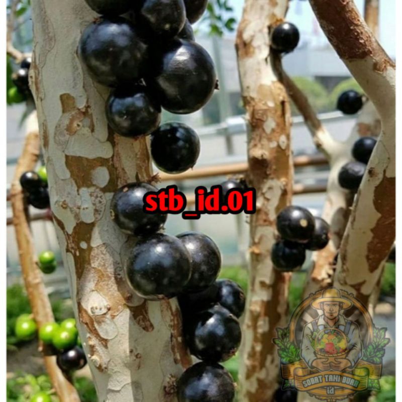 BIBIT ANGGUR POHON BRAZIL HASIL CANGKOK RIMBUN BATANG BESAR