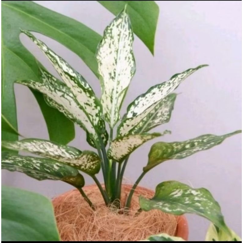 Promo Termurah Tanaman Hias Agglonema Snow White Tanaman Hias Agglonema Snow White