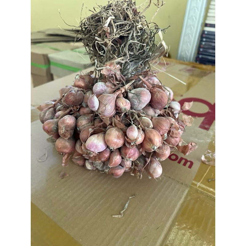 

BIBIT BAWANG MERAH TAJUK USIA 3 BULAN
