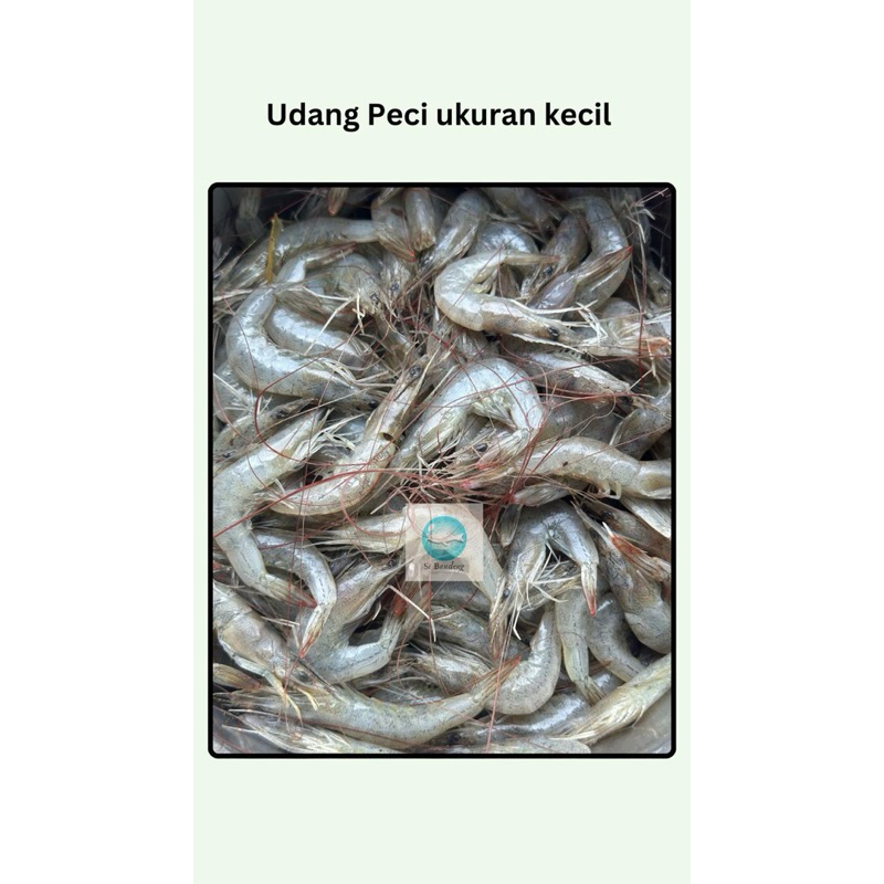 

Udang Peci,Udang Putih ukuran kecil 1kg