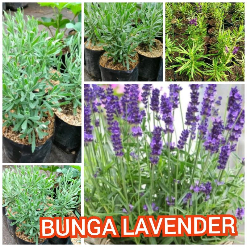 Bibit Bunga Lavender hidup pengusir nyamuk siap tanam Full akar