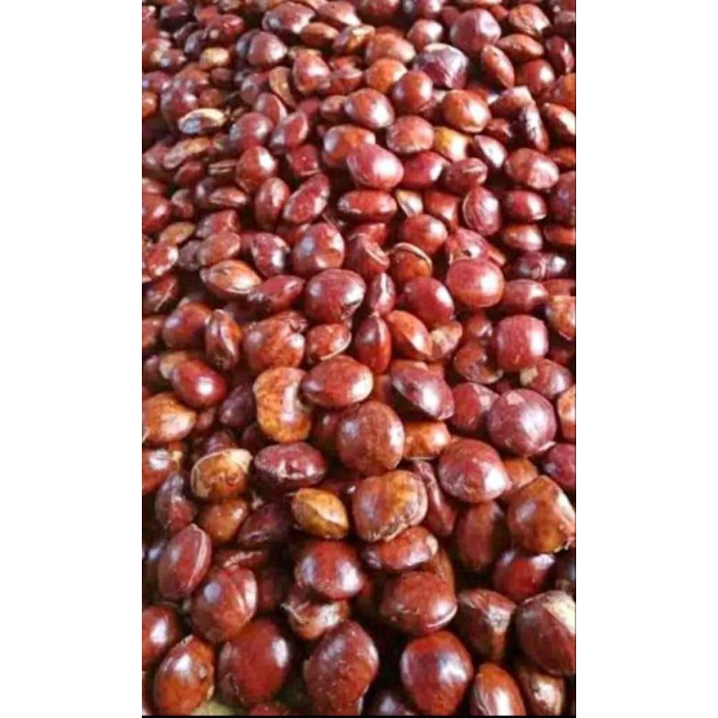 

jengkol tua Sumatra per 250g