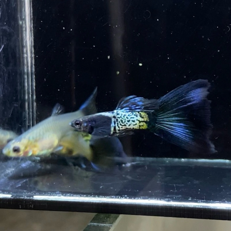 metal anakeskin blue tail guppy