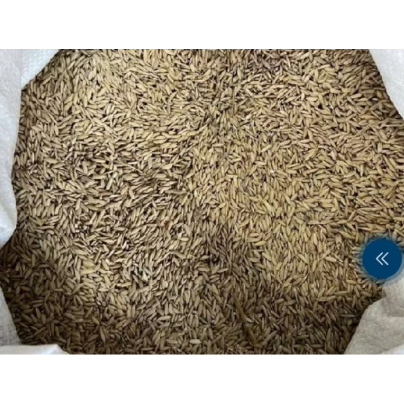 

gabah beras merah 500grm