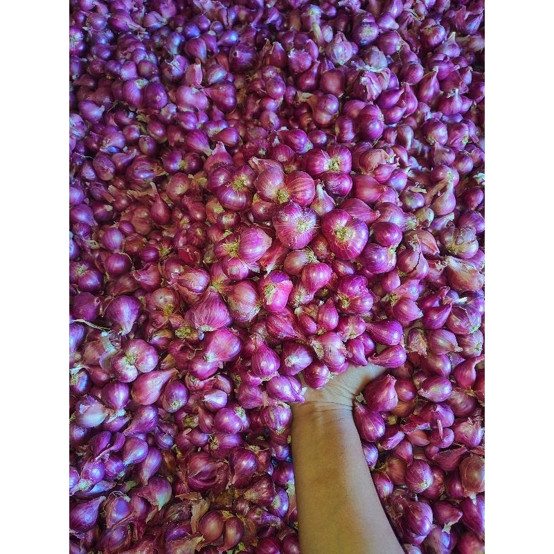 

bawang probolinggo ori besar Super 1KG